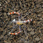 Yellow Banded Coral Shrimp (click for more detail)