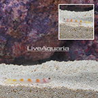 Flagtail Pink Bar Goby (Bonded Pair) (click for more detail)