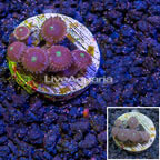 USA Cultured Ultra Zoanthus (click for more detail)