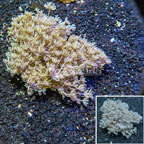 Xenia Coral Indonesia (click for more detail)