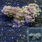 Xenia Coral Indonesia (click for more detail)