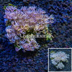 Xenia Coral Indonesia (click for more detail)