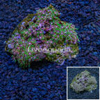 Green Star Polyp Vietnam (click for more detail)