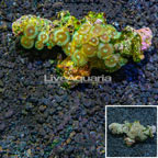 Colony Polyp Rock Zoanthus Indonesia (click for more detail)