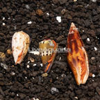Halloween Hermit Crab (Trio) (click for more detail)