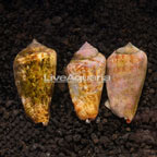 Orange Lip Conch Snail, Trio (click for more detail)
