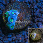 LiveAquaria® cultured Turbinaria Coral (click for more detail)
