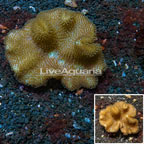 Toadstool Leather Coral Tonga (click for more detail)