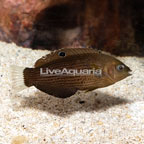 Dusky Wrasse (click for more detail)