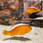 Orange Skunk Clownfish  (click for more detail)