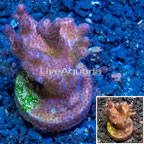 LiveAquaria® Cultured Pocillopora Coral (click for more detail)