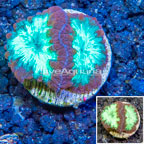 LiveAquaria® Cultured Blastomussa Coral (click for more detail)