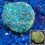 LiveAquaria® Cultured Galaxea Coral (click for more detail)