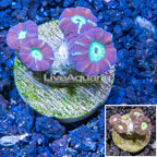 LiveAquaria® Cultured Candy Cane Coral (click for more detail)