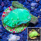 LiveAquaria® Cultured Green Cabbage Leather Coral (click for more detail)