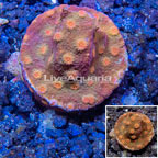 LiveAquaria® Cultured Cyphastrea Frag (click for more detail)