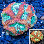 LiveAquaria® Cultured Favia Coral (click for more detail)