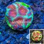 LiveAquaria® Cultured Favia Coral (click for more detail)