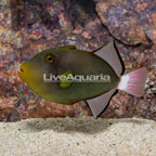Pinktail Triggerfish (click for more detail)