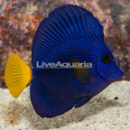 Purple Tang (click for more detail)