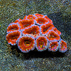 Aussie Rainbow Lord Coral  (click for more detail)