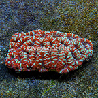 Aussie Lord Coral  (click for more detail)