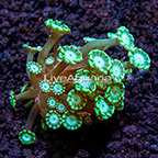USA Cultured Ultra Alveopora Coral (click for more detail)