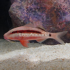 Red Goatfish (click for more detail)