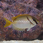 Blue-lined Rabbitfish  (click for more detail)