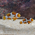 Picasso Percula Clownfish (Bonded Pair) (click for more detail)
