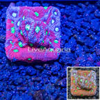 USA Cultured War Coral  (click for more detail)
