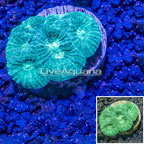 USA Cultured Dipsastraea Coral (click for more detail)