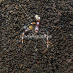 Coral Banded Shrimp (click for more detail)