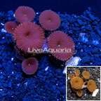 LiveAquaria® Cultured Protopalythoa Coral (click for more detail)