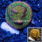 Green Psammacora Coral (click for more detail)