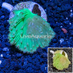 Cabbage Leather Coral  (click for more detail)