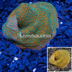 Encrusting Montipora Coral  (click for more detail)