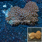 Zoanthus Coral Vietnam (click for more detail)