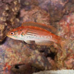 Half Banded Flasher Wrasse (click for more detail)