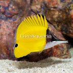 Longnose Butterflyfish (click for more detail)