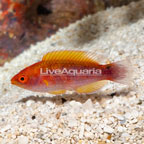 Lubbock's Fairy Wrasse (click for more detail)
