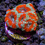 USA Cultured Ultra Micromussa Coral (click for more detail)