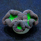 Lobed Brain Coral Indonesia (click for more detail)