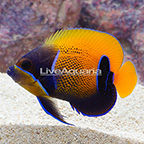 Blue Girdled Angelfish, Adult (click for more detail)