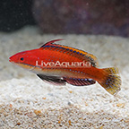 Ruby Longfin Fairy Wrasse Terminal Phase Male [Blemish] (click for more detail)