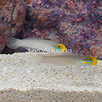 Sleeper Gold Head Goby (Bonded Pair) (click for more detail)