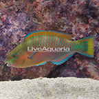 Quoyi Parrotfish Terminal Phase Male (click for more detail)