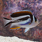 Bellus Angelfish, Female [Blemish] (click for more detail)