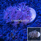 USA Cultured Red Sea Pom Pom Xenia (click for more detail)