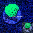LiveAquaria® Cabbage Leather Coral (click for more detail)